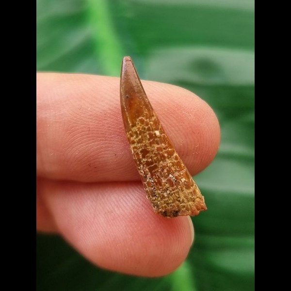 2.2 cm Pterosaur Siroccopteryx moroccensis Tooth