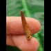 2.2 cm Pterosaur Siroccopteryx moroccensis Tooth