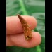 2.2 cm Pterosaur Siroccopteryx moroccensis Tooth