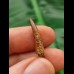 2.2 cm Pterosaur Siroccopteryx moroccensis Tooth
