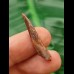 3,0 cm Flugsaurier Siroccopteryx moroccensis Zahn