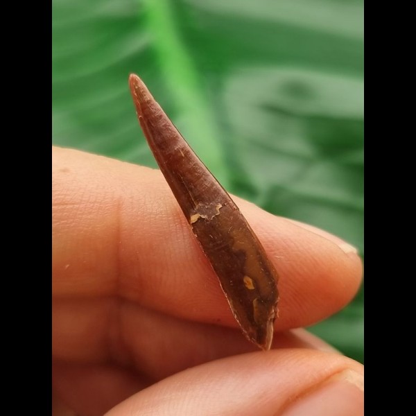 3,0 cm Flugsaurier Siroccopteryx moroccensis Zahn