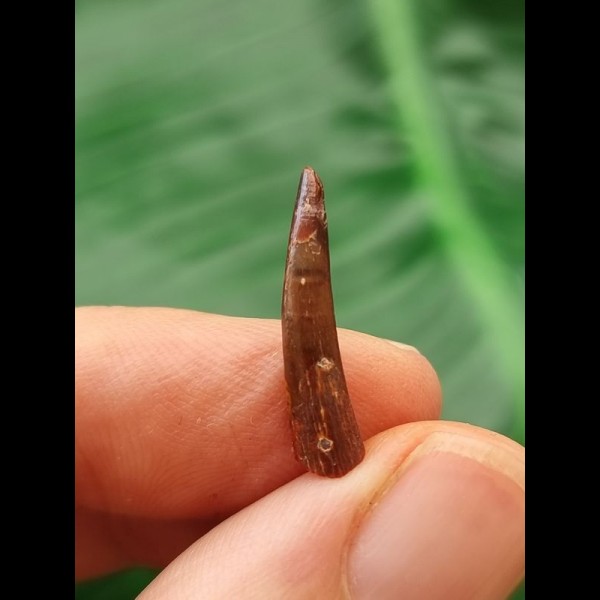 1,9 cm Flugsaurier Siroccopteryx moroccensis Zahn