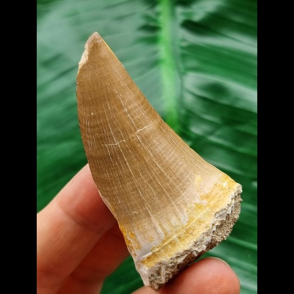 6.1 cm Mosasaurus beaugei tooth