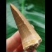 6.1 cm Mosasaurus beaugei tooth