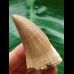 6.1 cm Mosasaurus beaugei tooth