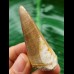 6.1 cm Mosasaurus beaugei tooth