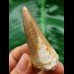 6.1 cm Mosasaurus beaugei tooth