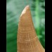 6.1 cm Mosasaurus beaugei tooth