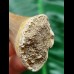 6.1 cm Mosasaurus beaugei tooth