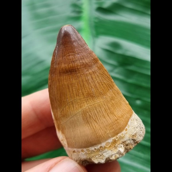 5.0 cm Mosasaurus beaugei tooth