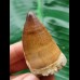 5.0 cm Mosasaurus beaugei tooth