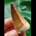 5.0 cm Mosasaurus beaugei tooth