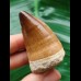 5.0 cm Mosasaurus beaugei tooth