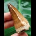 5.0 cm Mosasaurus beaugei tooth