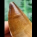 5.0 cm Mosasaurus beaugei tooth