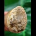 5.0 cm Mosasaurus beaugei tooth