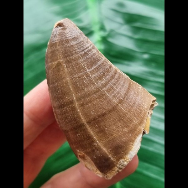 6,2 cm Mosasaurus beaugei Zahn 6,2 cm Mosasaurus beaugei Zahn