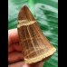 6.0 cm Mosasaurus beaugei Tooth