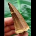 6.0 cm Mosasaurus beaugei Tooth