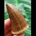 6.0 cm Mosasaurus beaugei Tooth