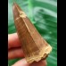 6.0 cm Mosasaurus beaugei Tooth