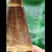 6.0 cm Mosasaurus beaugei Tooth