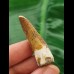 4.0 cm light brown tooth of Spinosaurus