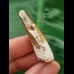 4.0 cm light brown tooth of Spinosaurus