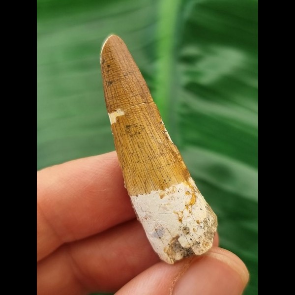 4.0 cm light brown tooth of Spinosaurus