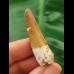 4.0 cm light brown tooth of Spinosaurus