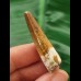 4.0 cm light brown tooth of Spinosaurus