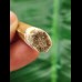 4.0 cm light brown tooth of Spinosaurus