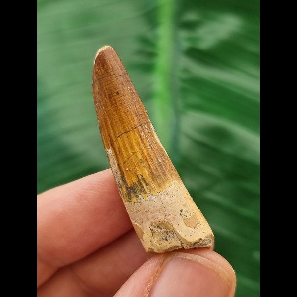 4.0 cm brown tooth of the Spinosaurus
