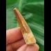 4.0 cm brown tooth of the Spinosaurus