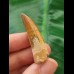 4.0 cm brown tooth of the Spinosaurus