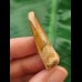4.0 cm brown tooth of the Spinosaurus