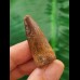 3,6 cm rotbrauner Zahn des Spinosaurus 