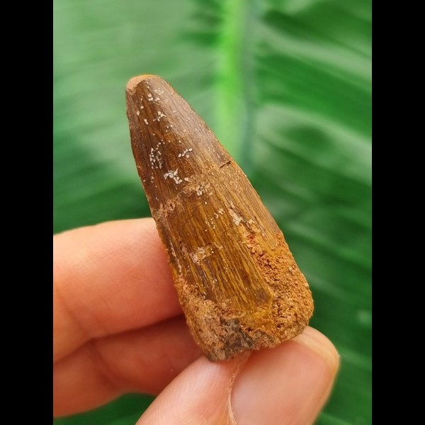 3,6 cm rotbrauner Zahn des Spinosaurus 