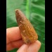 3,6 cm rotbrauner Zahn des Spinosaurus 