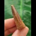 3,6 cm rotbrauner Zahn des Spinosaurus 