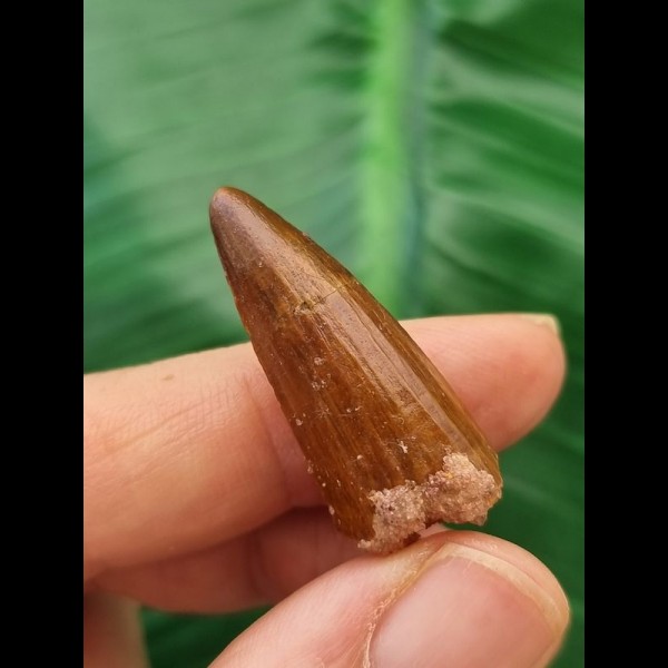 3,2 cm rotbrauner Zahn des Spinosaurus