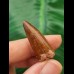 3,2 cm rotbrauner Zahn des Spinosaurus
