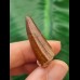 3,2 cm rotbrauner Zahn des Spinosaurus