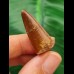 3,2 cm rotbrauner Zahn des Spinosaurus