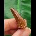 3,2 cm rotbrauner Zahn des Spinosaurus