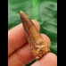 3,7 cm brauner Zahn des Spinosaurus