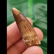 3,7 cm brauner Zahn des Spinosaurus