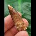 3,7 cm brauner Zahn des Spinosaurus