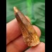 3,7 cm brauner Zahn des Spinosaurus